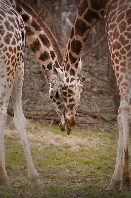 zoo photography tips and tricks