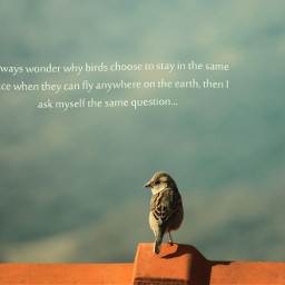 nature quotes & sayings vintage birds macro