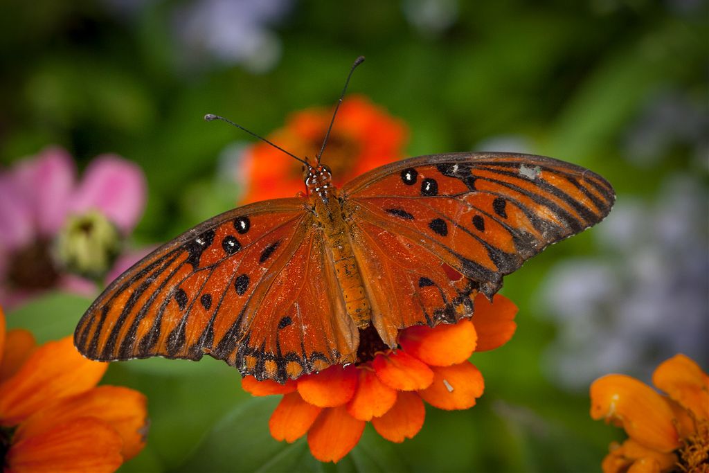 butterfly pictures